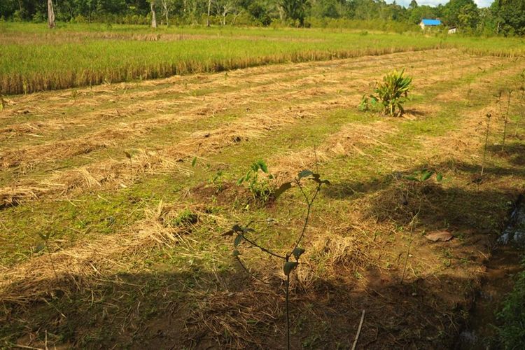 Sejumlah petani di Kapuas Hulu, Kalimantan Barat, tengah mengolah daun kratom menjadi remahan yang siap dijual.