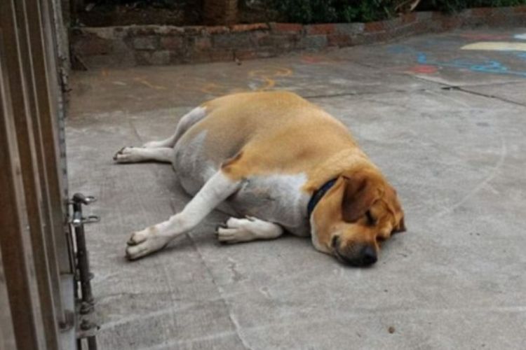 Anjing peliharaan Sekolah Dasar Wenhua di Tamsui, New Taipei City, Taiwan bernama Little White Socks yang mengalami obesitas karena selalu diberi makan oleh guru dan siswa.