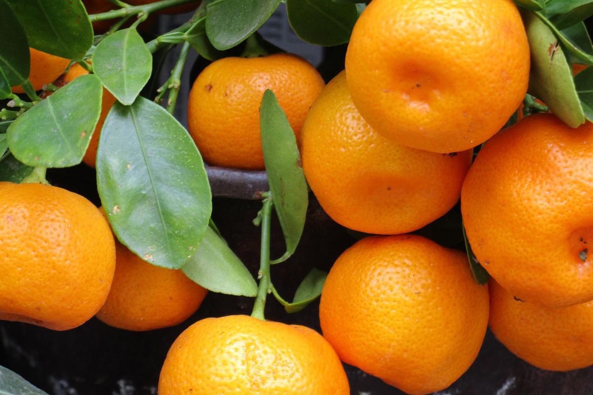 Ilustrasi tanaman jeruk, tanaman buah jeruk. 