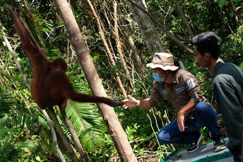 Dua Ekor Orangutan 