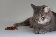 Kucing Tidak Mau Makan? Ini Penyebab dan Bahayanya