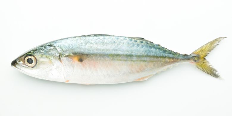 Ilustrasi ikan kembung, manfaat makan ikan kembung, kandungan gizi ikan kembung yang tak kalah bagus dari salmon. 