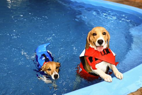 Amankah Air Kolam Renang Klorin untuk Anjing Berenang?