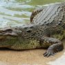 Animals Gone Wild: Indonesian Farmer Killed by Crocodile in East Nusa Tenggara 