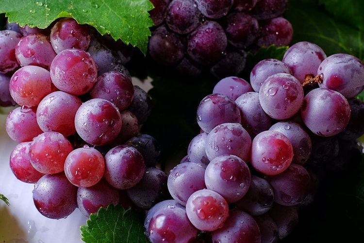 ilustrasi anggur. 