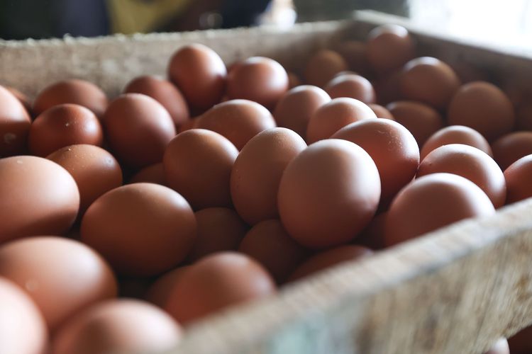Telur hasil panen di peternakan ayam petelur di kawasan Cibinong, Kabupaten Bogor, Selasa (23/8/2022). Dalam dua pekan ini harga telur terus mengalami kenaikan harga. Ditingkat peternak harga telur dijual Rp 28.500 per kilogram. Sedangkan di pedagang harga telur mencapai Rp 31.000 per kilogram.