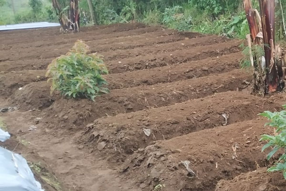 Guludan pada lahan budidaya