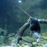Lama Jadi Misteri, Ternyata Ini Alasan Tikus Air Bisa Menyelam