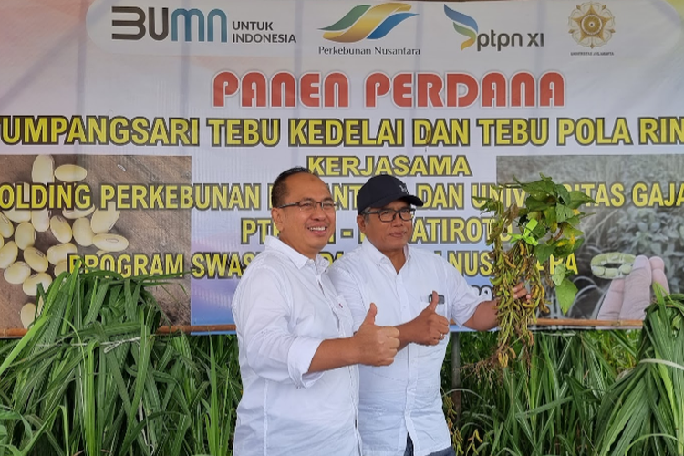 Panen perdana tebu kedelai di Lumajang, Jumat (28/10/2022)