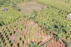 Kebun Lada Indonesia Terluas di Dunia, tapi Produksinya Kalah dari Vietnam