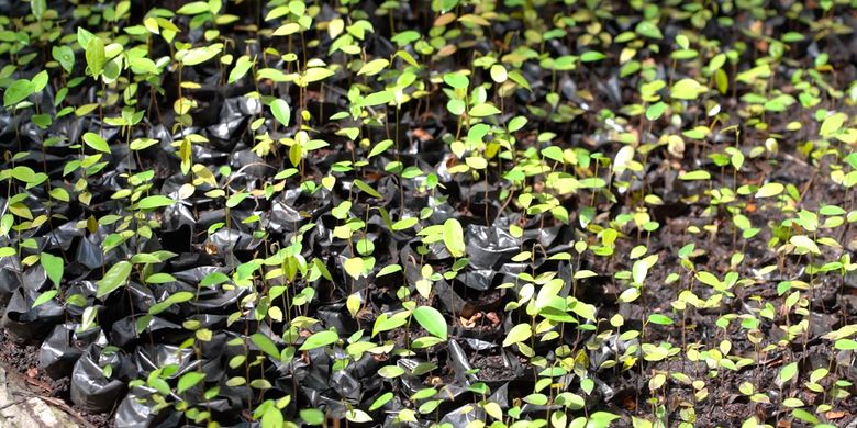 Pembibitan pohon belerengan oleh Kelompok Masyarakat Nusa Berseri 