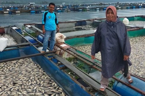 1.705 Ton Ikan di Danau Maninjau Mati, Bau Tak Sedap Tercium