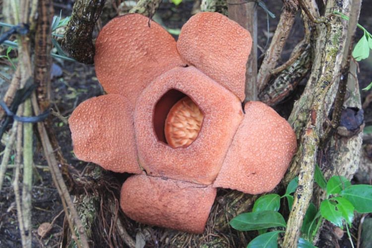 Rafflesia patma yang mekar di Kebun Raya Bogor pada tanggal 29 Juli 2015