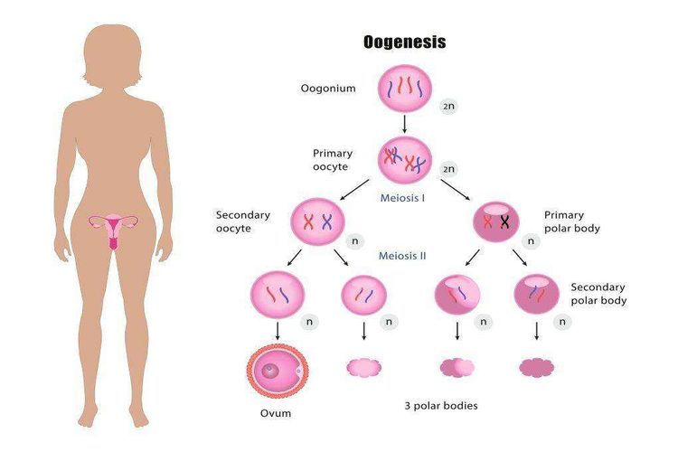 Sebuah ilustrasi skema oogenesis.