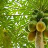 Cara Menanam Pepaya dari Biji Buah hingga Bisa Panen