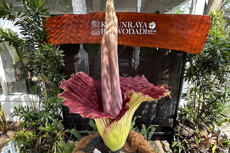 Momen Langka, Amorphophallus Titanum Mekar Pertama Kali di Kebun Raya Purwodadi