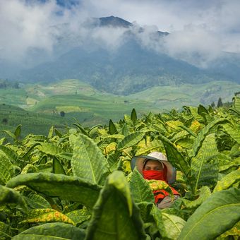 Petani tembakau dan tanaman tembakau di lereng Gunung Sumbing, Temanggung, Jawa Tengah. Gambar diambil pada 4 Juli 2020. 