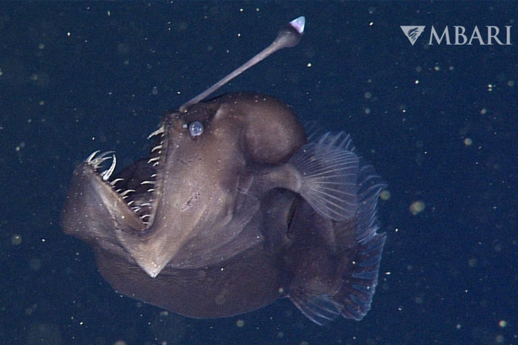 Ikan anglerfish (genus Melanocetus) menggunakan bioluminesensi untuk menarik mangsa di laut dalam 