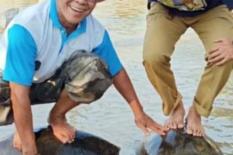 Foto dua pejabat Kabupaten Tulang Bawang, Lampung, berdiri di atas kura-kura dan berpose viral di media sosial. Warganet menyayangkan tingkah mereka yang dinilai menganiaya satwa tersebut.