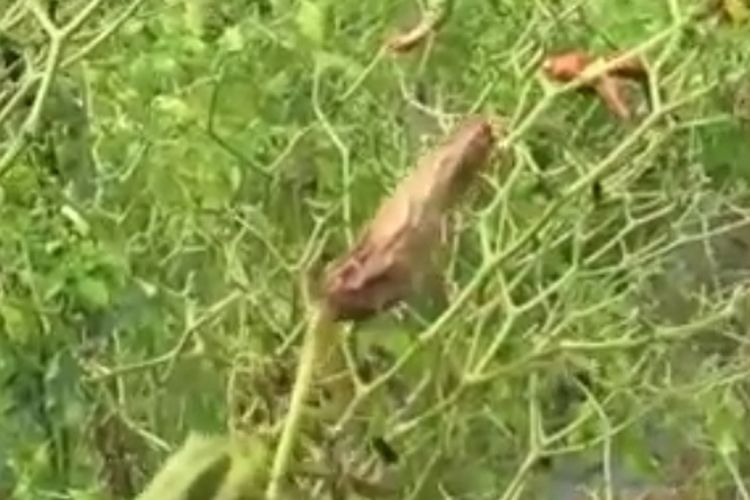 Tanaman cabai milik Tulus, salah satu petani di Purworejo yang mengalami gagal panen yang sedang terserang penyakit patek dan Layu Fusarium 