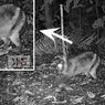 Kelinci Terlangka di Dunia Terekam Kamera Jebak di Hutan Sumatera