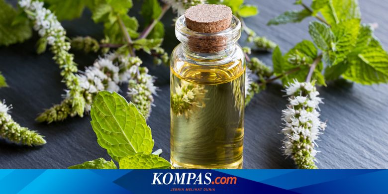 Aroma Peppermint Bantu Pengemudi Tetap Waspada Saat Berkendara, Kok Bisa? - Vimarsana News