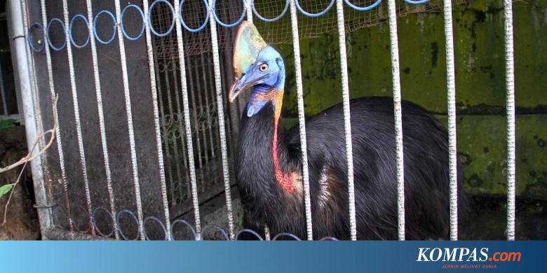 Diliput Tv Jerman Bksda Gagal Sita Kasuari Milik Eks Tentara