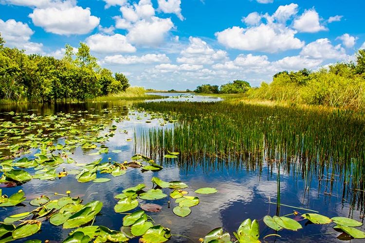 Taman Nasional Everglades, Amerika Serikat yang terancam menurut UNESCO.