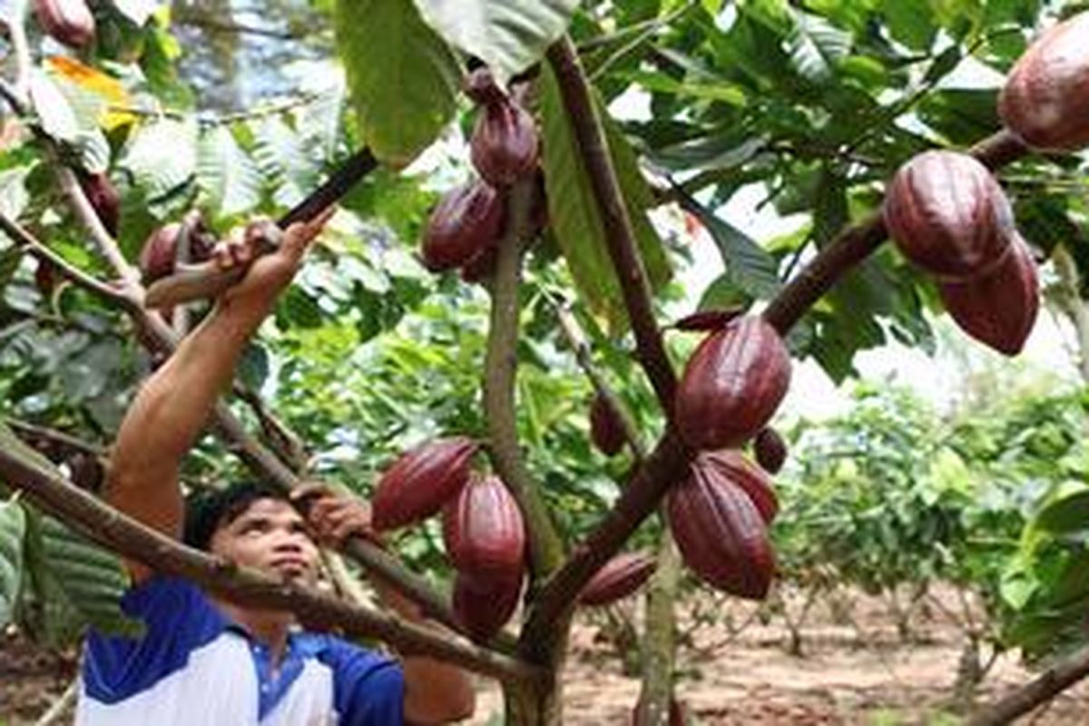 Ilustrasi: Nasruddin (30), mengelola tanaman kakao dengan teknik sambung samping di Desa Cendana Hijau, Kecamatan Wotu, Kabupaten Luwu Timur, Sulawesi Selatan, Minggu (21/8/2011). Metode penanaman sambung samping mampu meningkatkan produktivitas kakao hingga 3 ton per hektar.