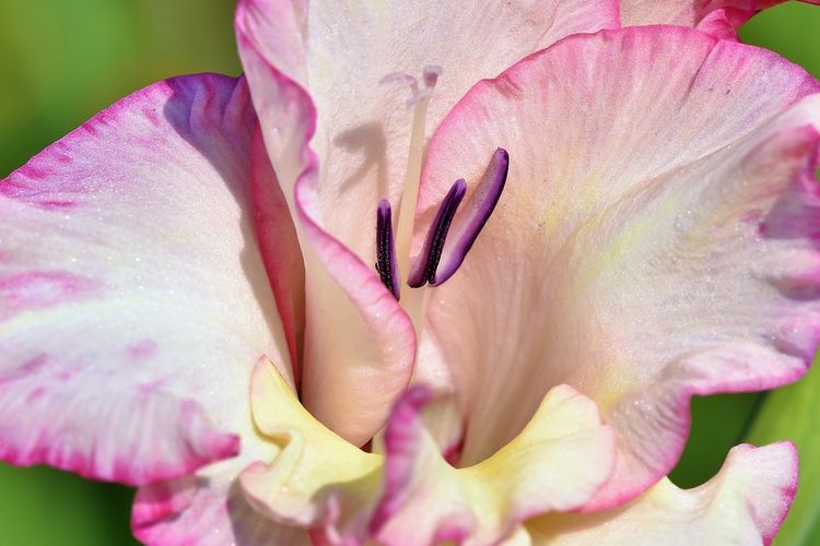 Ilustrasi bunga gladiol. 