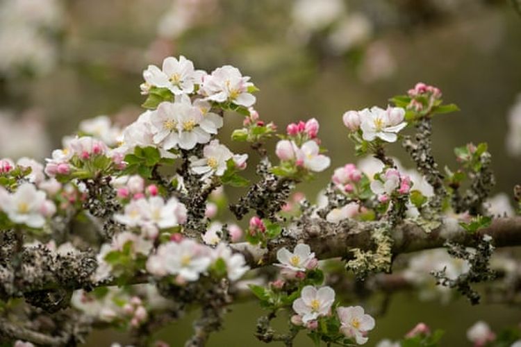 Apel mekar di kebun tradisional di Cotehele, Inggris.