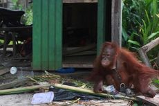BKSDA Kalbar Kembali Gagal Ambil Orangutan Peliharaan Warga
