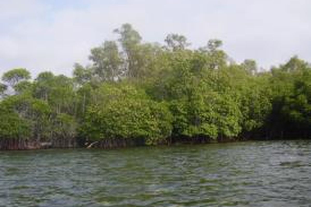 Ekosistem mangrove di Pulau Enggano