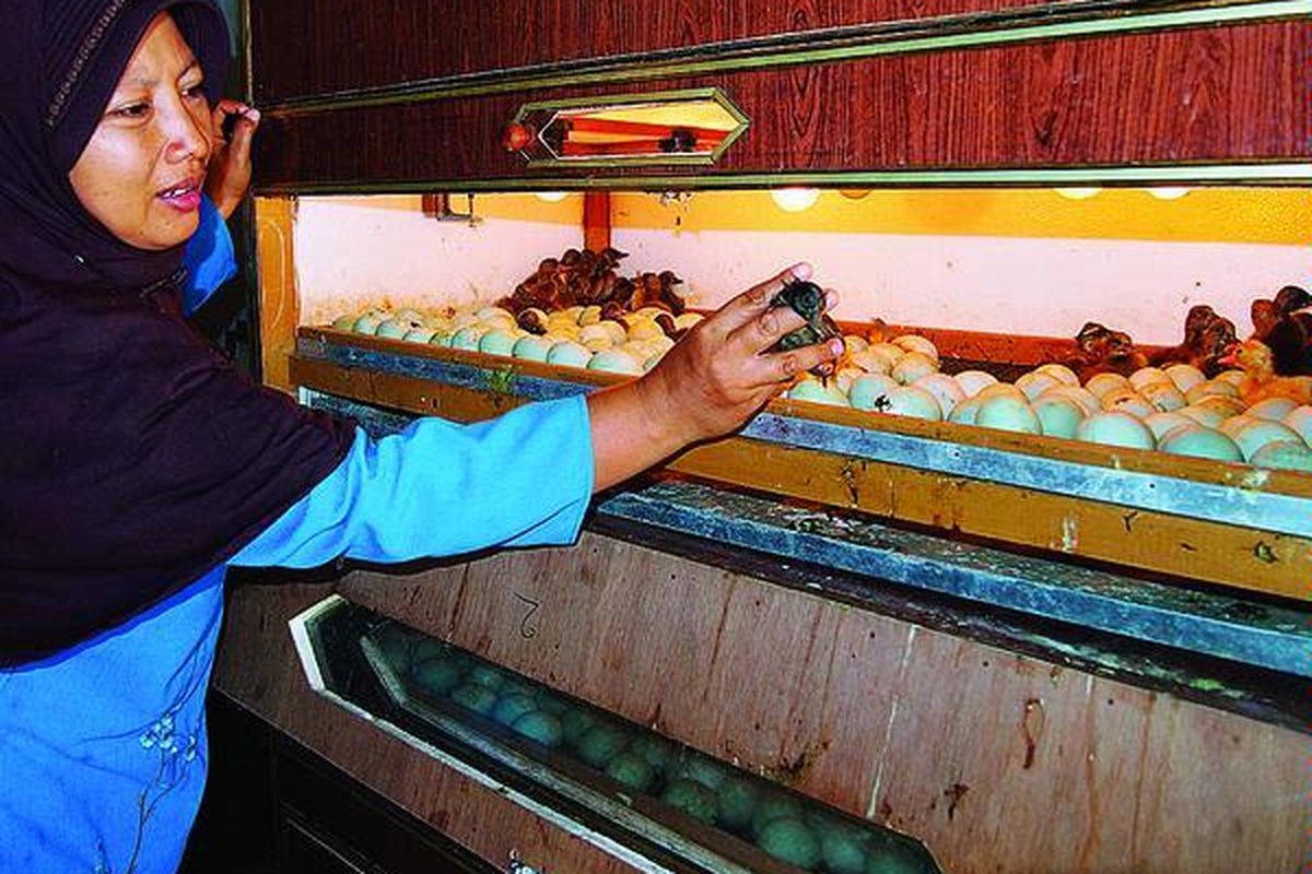 Janatun mengecek bebek yang baru menetas dan berumur sehari di mesin penetasan, di Desa Tawangrejo, Kecamatan Turi, Kabupaten Lamongan, Jawa Timur, beberapa saat lalu. Kelompok ternak wanita Sumber Rejeki memiliki enam mesin penetas, masing-masing berkapasitas 1.000 telur. Setiap telur dimasukkan ke dalam mesin penetasan selama 28 hari dengan suhu 40 derajat celsius hingga anakan bebek menetas.