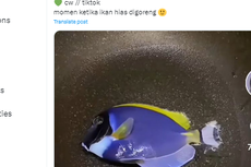 Bolehkah Makan Ikan Hias seperti Dory dalam 