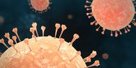 Hantavirus Mengintai: 23 Kasus Terdeteksi di Indonesia, Tingkat Kematian 13 Persen