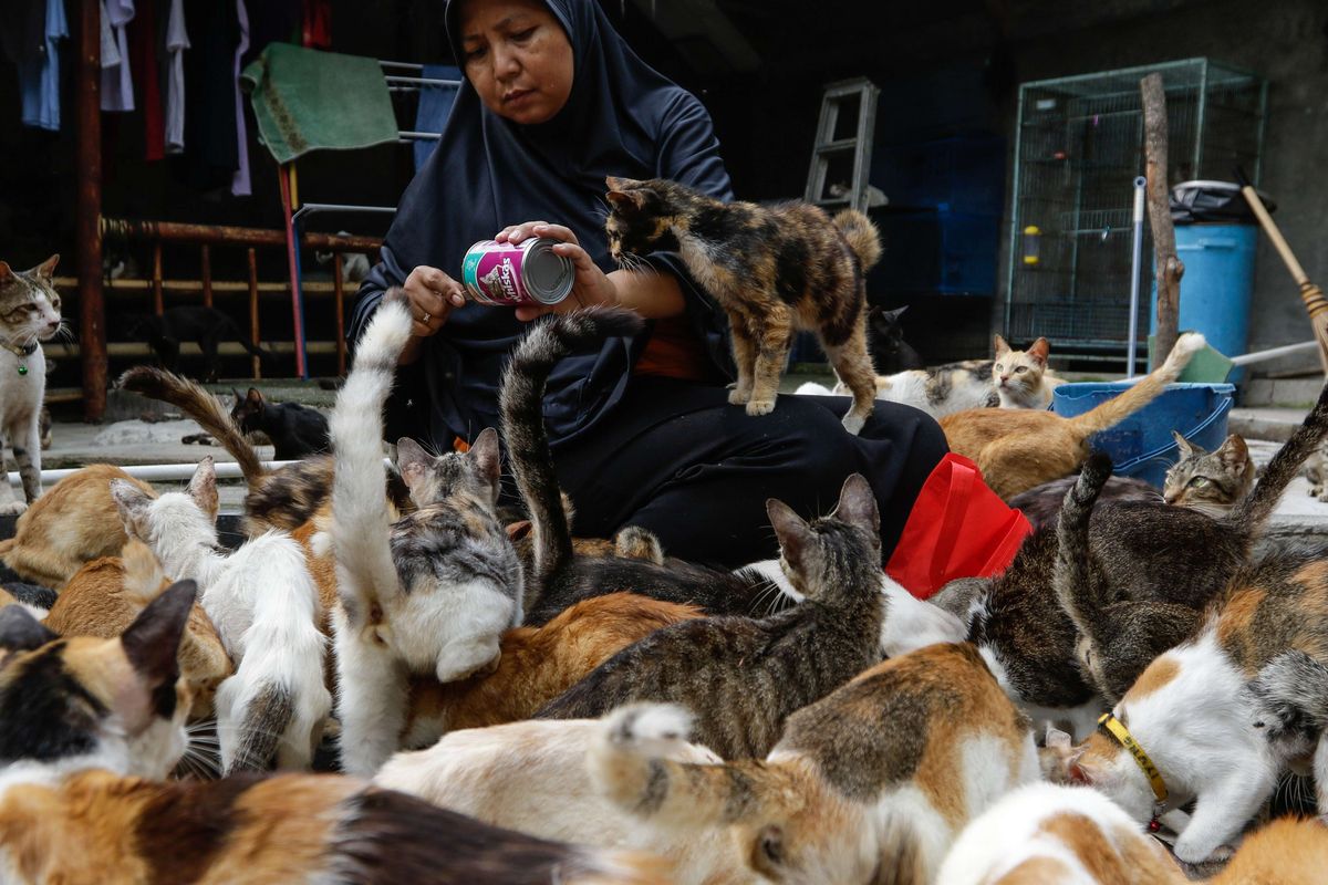 Dita Agusta (45) memberi makan kucing-kucing di penampungan Rumah Kucing Parung, Kabupaten Bogor, Jawa Barat, Kamis (12/12/2019). Di Rumah Kucing Parung milik Dita, kini merawat sekitar 250 ekor kucing yang terlantar.