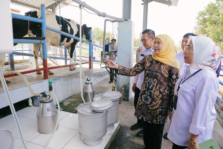 Khofifah Unggulkan Sapi Perah Jatim yang Hasilkan 30 Liter Susu Sehari