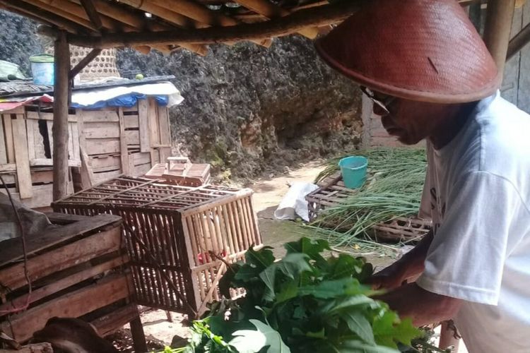 Warga Membantu Memberikan Makan Ternak milik Warga yang Melakukan Isolasi Mandiri di Desa Karangasem, Paliyan, Gunungkidul