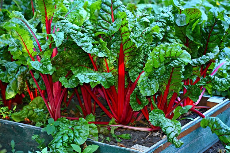 Ilustrasi sayuran Swiss Chard.