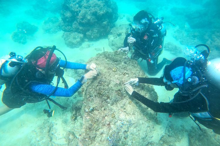 Para penyelam wanita di Kota Kupang, merehabilitasi terumbu karang yang rusak di Perairan Namosain, Kecamatan Alak, Kota Kupang, Nusa Tenggara Timur (NTT) 
