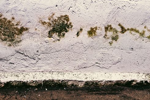 Cara Mengatasi Tembok Lembap agar Rumah Bebas Jamur! 