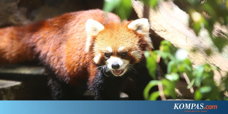 Tak Kalah Menggemaskan Ini Saudara Dekat Panda Raksasa Di Taman