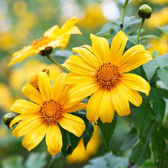 Ilustrasi bunga matahari Meksiko atau Mexican sunflower.