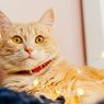 Ketahui, Ini Suara dan Aroma yang Membuat Kucing Stres