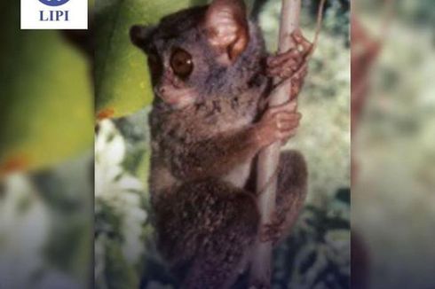 Tarsius Togean, Tarsius Endemik ke-12 dari Sulawesi