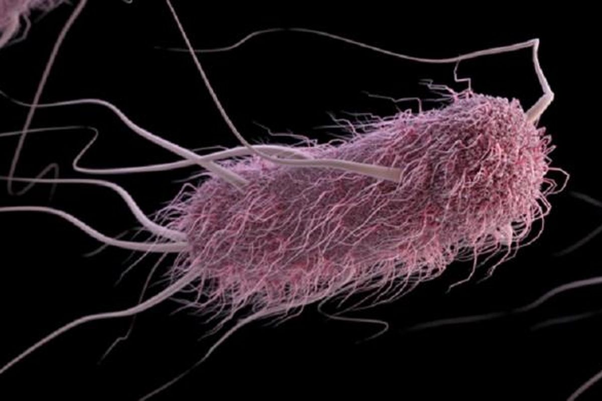 Escherichia coli (E. coli), bakteri penyebab diare.