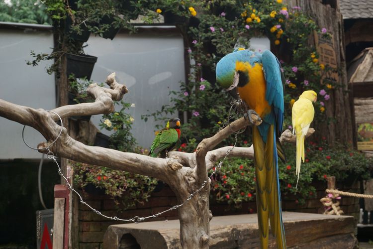 Satwa di Kebun Binatang Bandung.