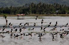 Kisah Burung Migran dan Mangrove dalam Kacamata Anak-anak