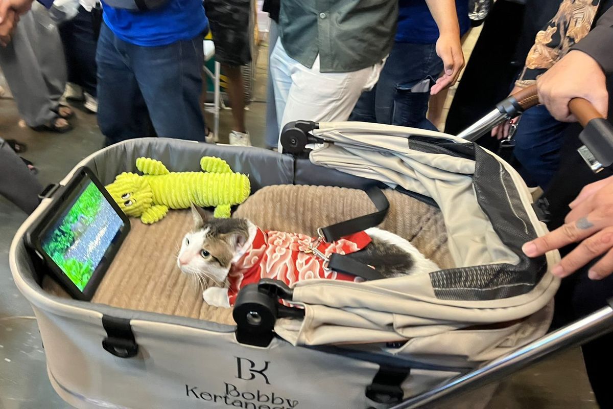 Bobby Kertanegara, kucing Presiden Prabowo Subianto, menghadiri acara Petfest Indonesia 2025 di ICE BSD, Tangerang Selatan, Minggu (4/5/2025). Kehadiran Bobby Kertanegara menjadi momen yang paling ditunggu pengunjung.